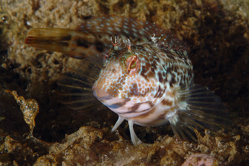 Differenti livree di Parablennius pilicornis